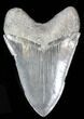 Serrated Fossil Megalodon Tooth - South Carolina #39242-1